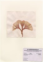 藏品(扇形囊膜藻)的圖片